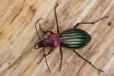 <i>Carabus auronitens</i>