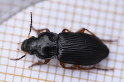 <i>Anisodactylus binotatus</i>