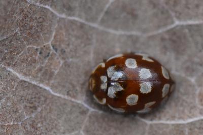 <i>Myrrha octodecimguttata</i>