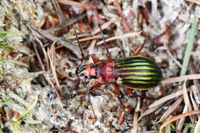 <i>Carabus auronitens</i>