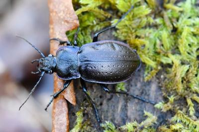 <i>Carabus nemoralis</i>