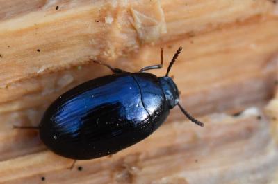 <i>Platydema violacea</i>