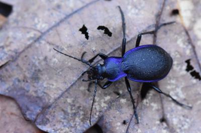 <i>Carabus problematicus</i>