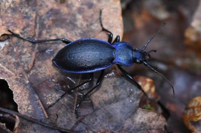 <i>Carabus problematicus</i>