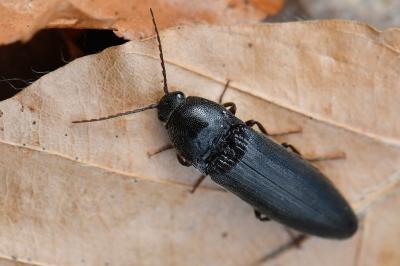 <i>Melanotus villosus</i>