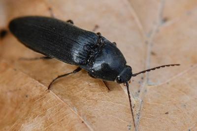 <i>Melanotus villosus</i>