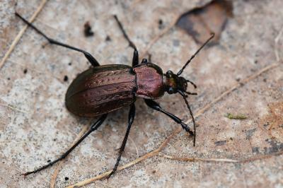 <i>Carabus arvensis</i>