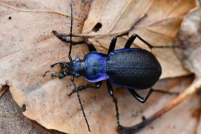 <i>Carabus problematicus</i>