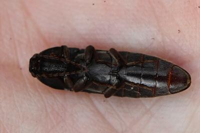 <i>Melanotus villosus</i>