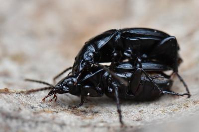 <i>Abax parallelus</i>