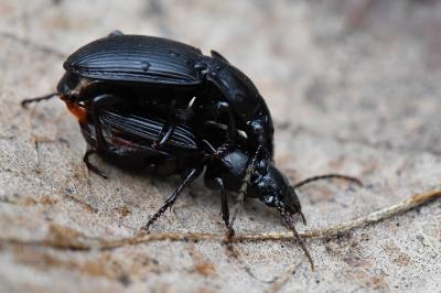 <i>Abax parallelus</i>