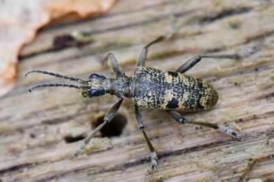 <i>Rhagium mordax</i>