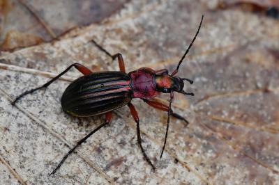 <i>Carabus auronitens</i>