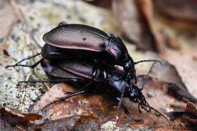 <i>Carabus nemoralis</i>