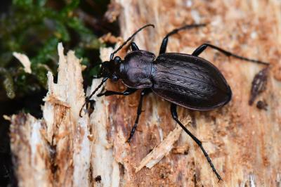 <i>Carabus arvensis</i>