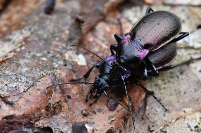 <i>Carabus nemoralis</i>