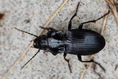 <i>Abax parallelus</i>
