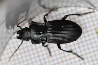 <i>Abax parallelus</i>