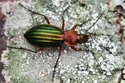 <i>Carabus auronitens</i>
