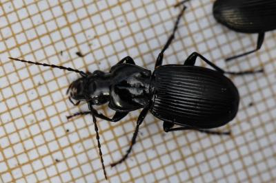 <i>Pterostichus cristatus</i>