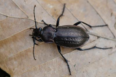 <i>Carabus arvensis</i>