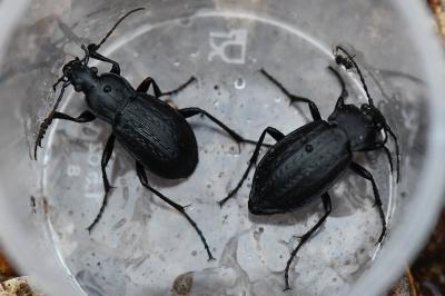 <i>Carabus arvensis</i>