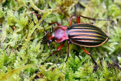 <i>Carabus auronitens</i>
