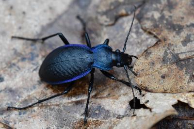 <i>Carabus problematicus</i>
