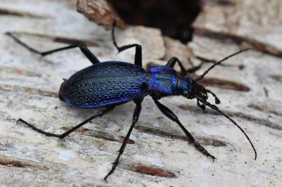 <i>Carabus intricatus</i>
