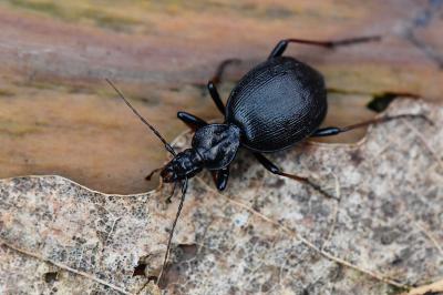 <i>Cychrus attenuatus</i>