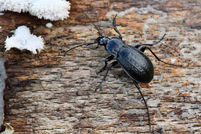 <i>Carabus arvensis</i>