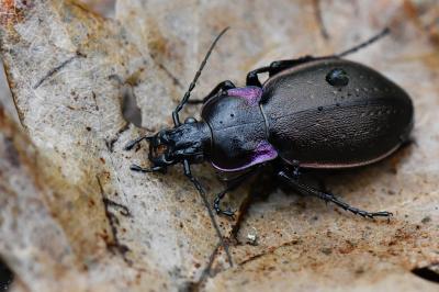 <i>Carabus nemoralis</i>