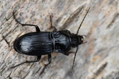 <i>Abax parallelus</i>