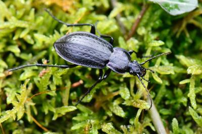 <i>Carabus arvensis</i>