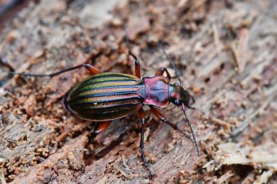 <i>Carabus auronitens</i>