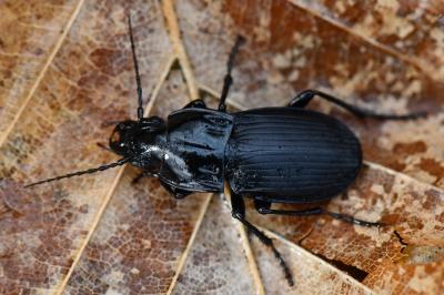 <i>Abax parallelepipedus</i>