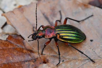 <i>Carabus auronitens</i>