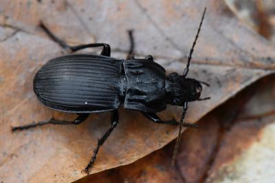 <i>Abax parallelepipedus</i>