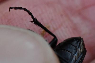 <i>Abax parallelepipedus</i>
