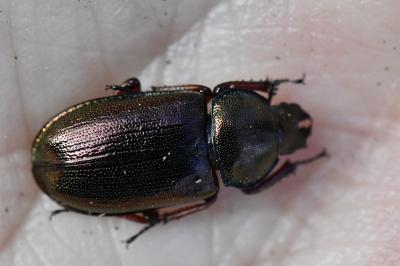 <i>Platycerus caraboides</i>