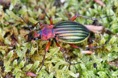 <i>Carabus auronitens</i>