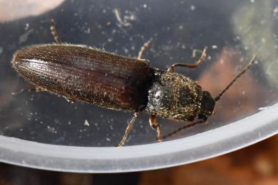 <i>Athous haemorrhoidalis</i>