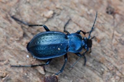 <i>Carabus arvensis</i>