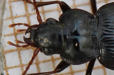 <i>Nebria brevicollis</i>