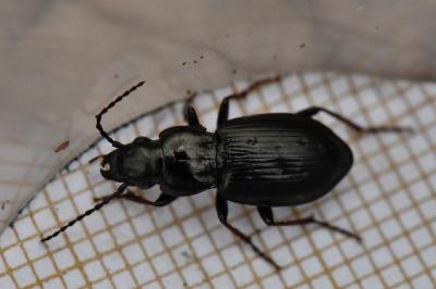 <i>Pterostichus oblongopunctatus</i>
