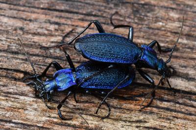 <i>Carabus intricatus</i>