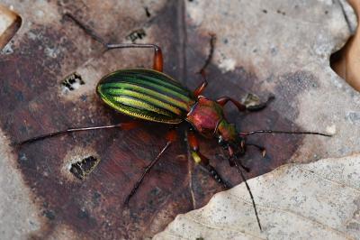 <i>Carabus auronitens</i>