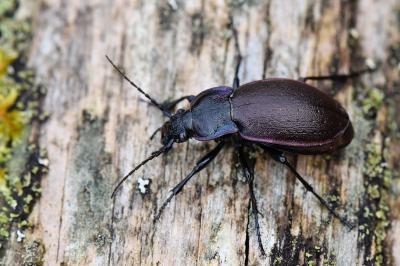 <i>Carabus nemoralis</i>