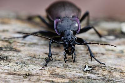 <i>Carabus nemoralis</i>