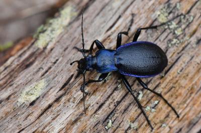 <i>Carabus problematicus</i>